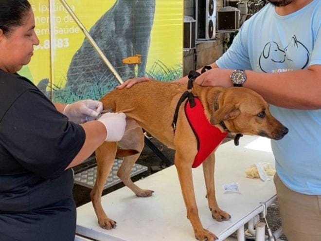 Profissional com luvas aplica vacina em um cão marrom enquanto o tutor segura o animal